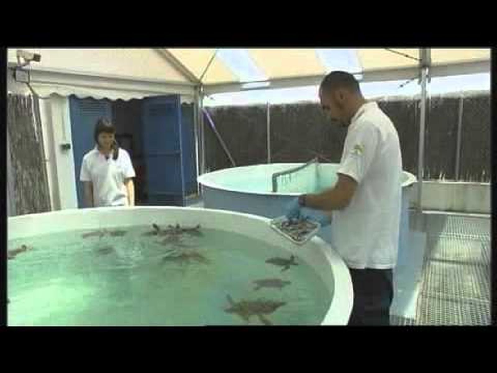 RECUPERACION TORTUGAS