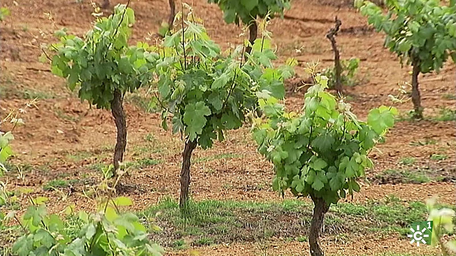 destacado tierra y mar vinos