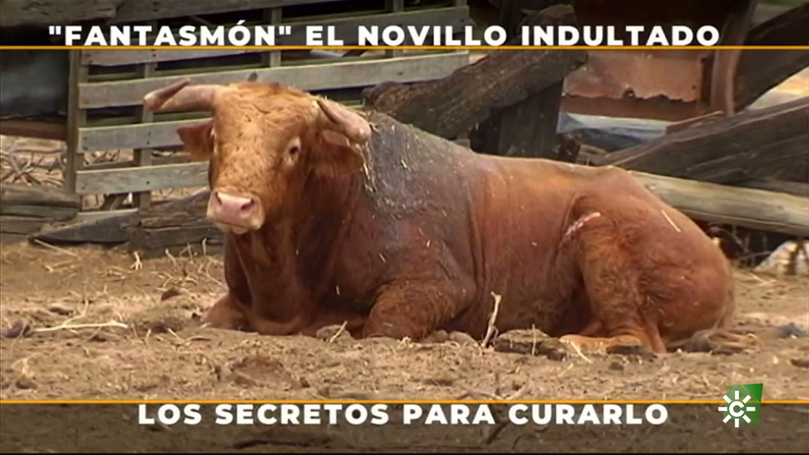 Cómo se cura a un toro que ha merecido ser indultado