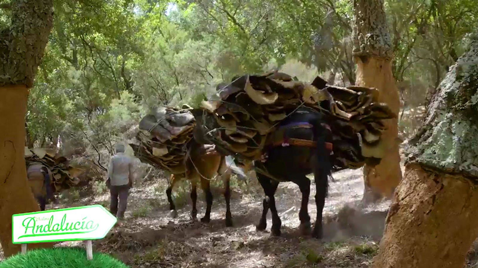 Destino Andalucía 30/09/17 800x450 Burro corcho Alcornocales