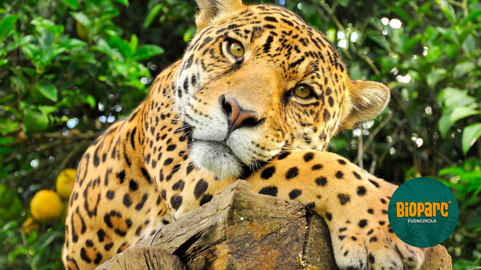 La Banda - Noticia Bioparc Fuengirola