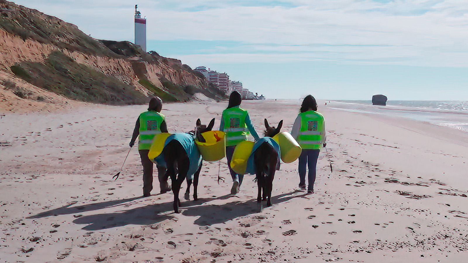 'Mujeres por Doñana' y dos burritas mantienen limpia la playa de Matalascañas