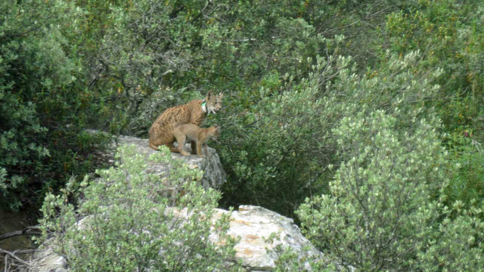 linces pòrtugal 1024