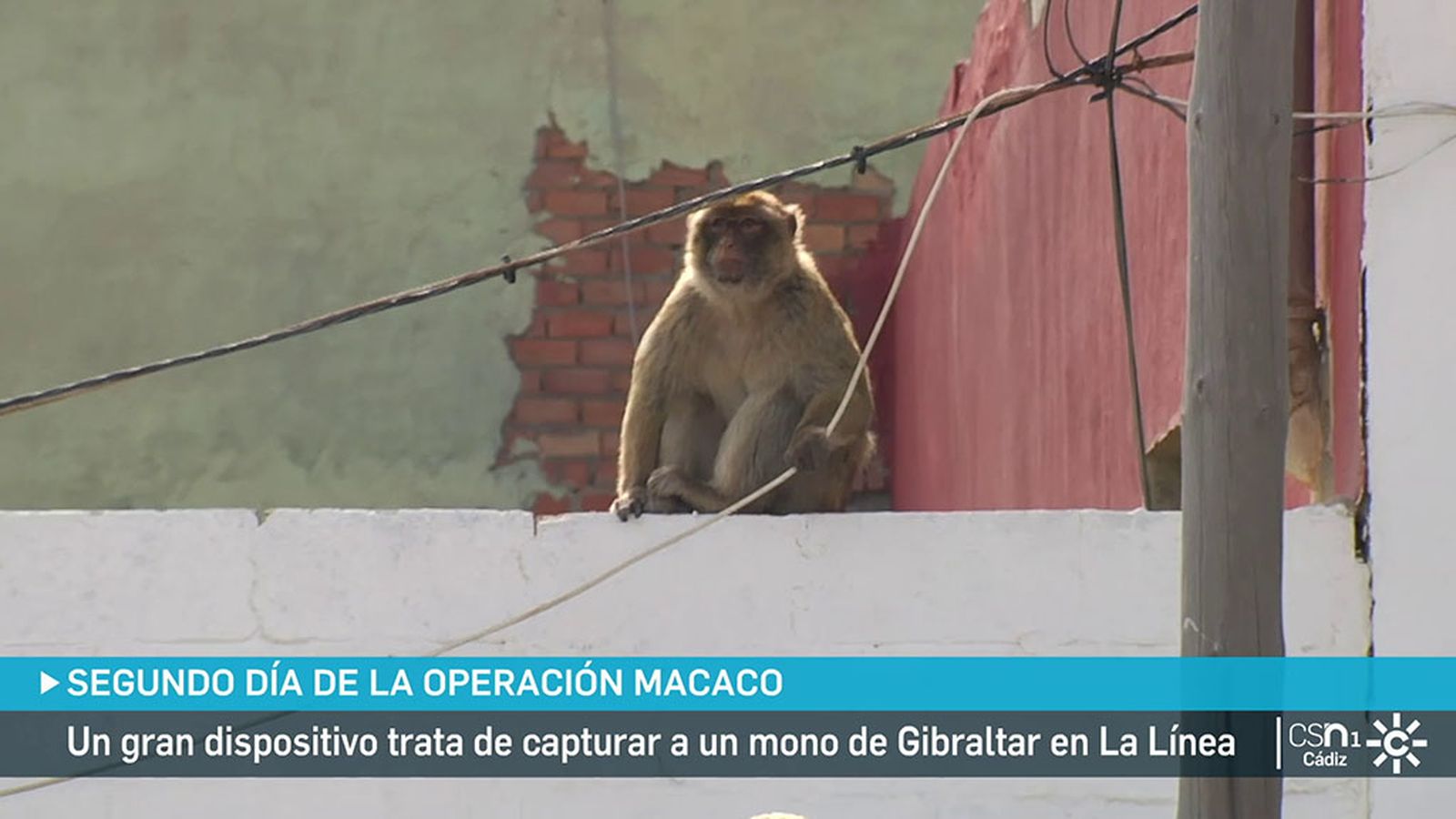 Capturado el mono de Gibraltar que anda suelto por La Línea