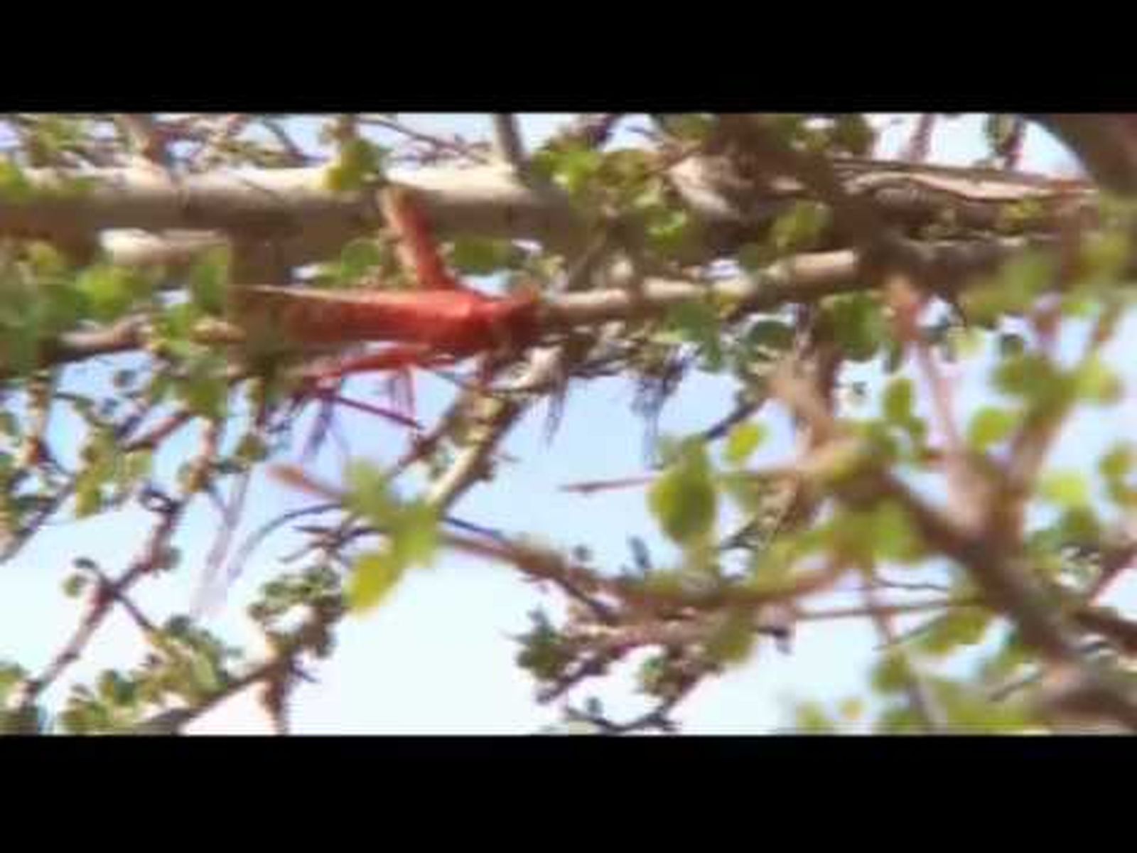 Mauritania, tres colores: Rojo (Expedición Mauritania 2004 de Espacio Protegido (1/3)
