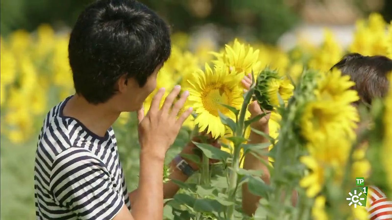 destacado girasoles