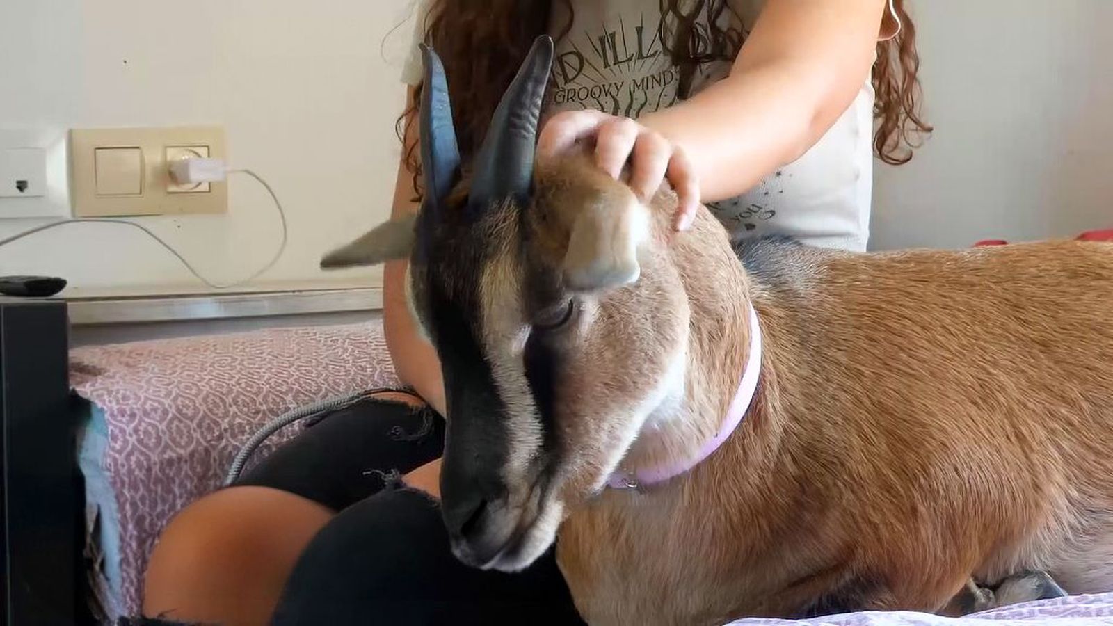 La increíble vida de Cloe, la cabra que desayuna lentejas y tiene miles de seguidores en las redes