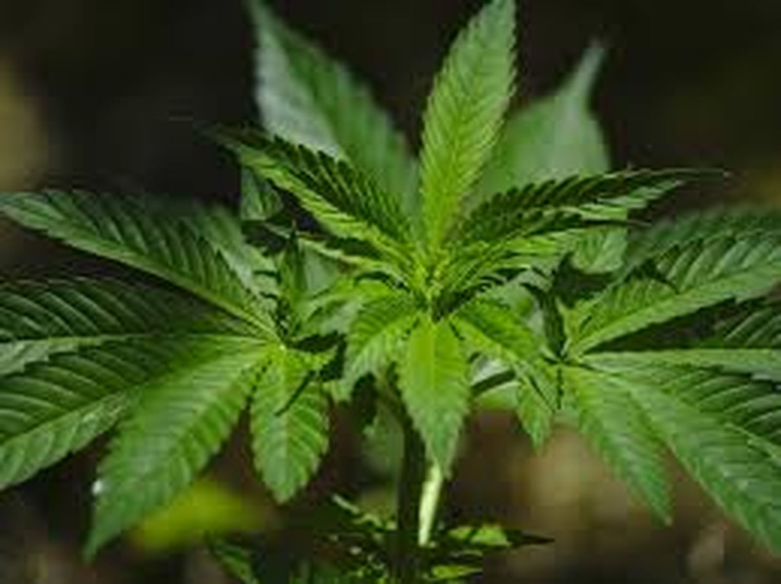 CANNABIS