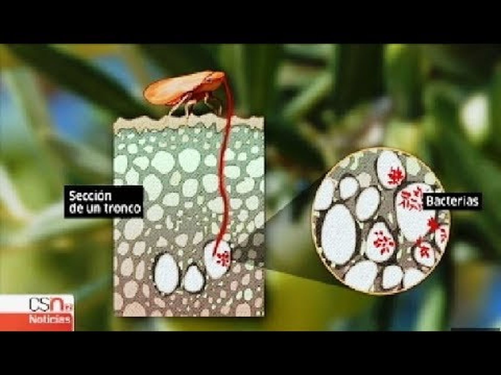 Primer caso de "Xylella fastidiosa" en Andalucía