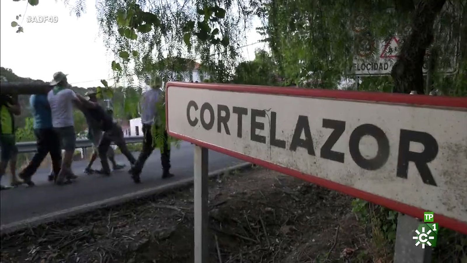 En busca del chopo perfecto en Cortelazor