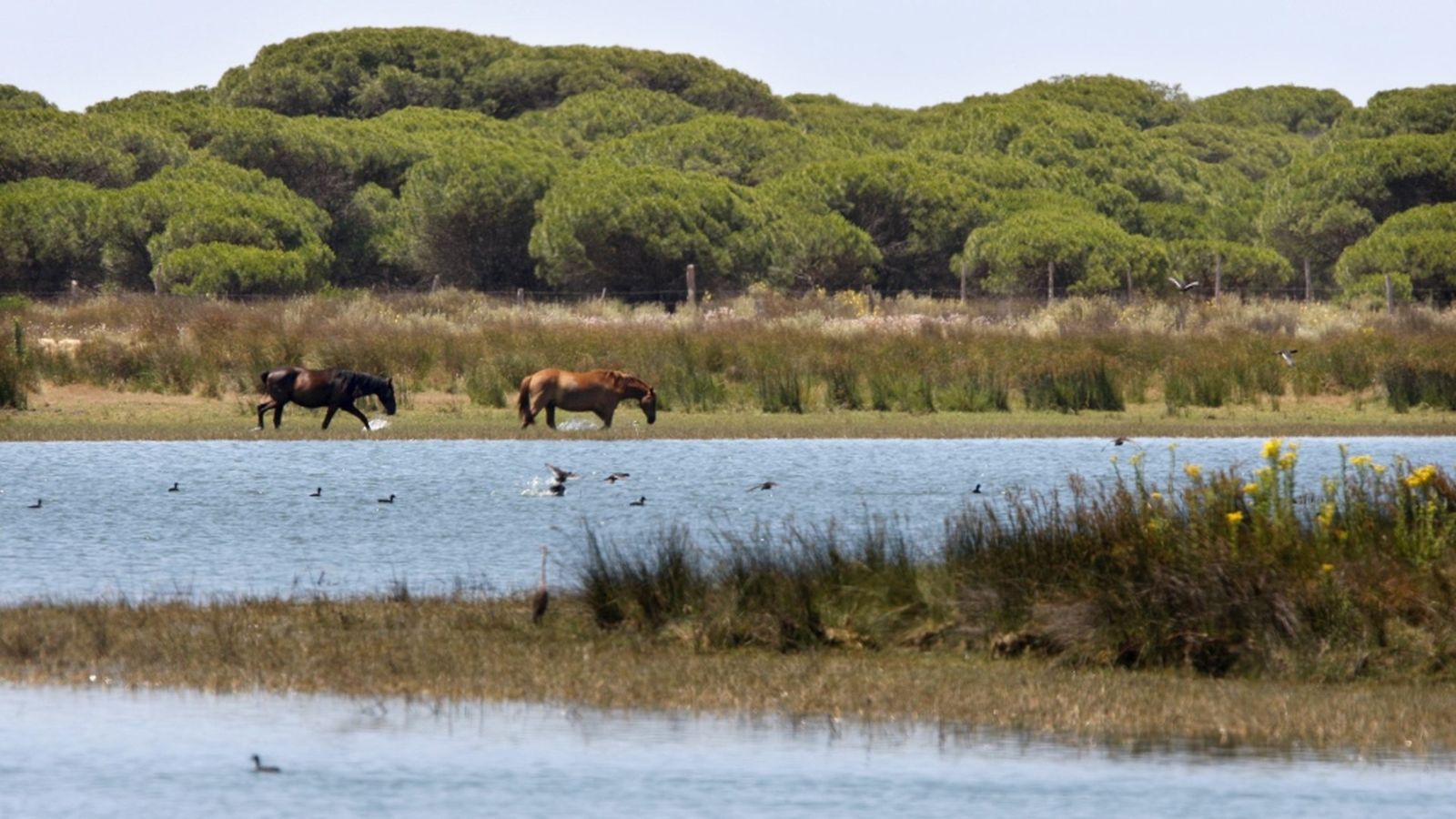 Doñana - Genérico