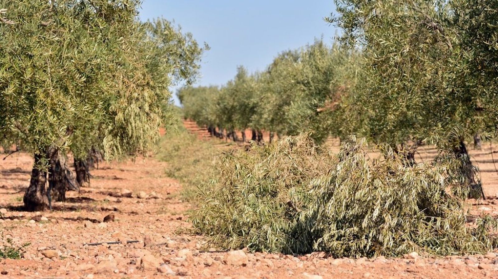 espacio protegido olivar
