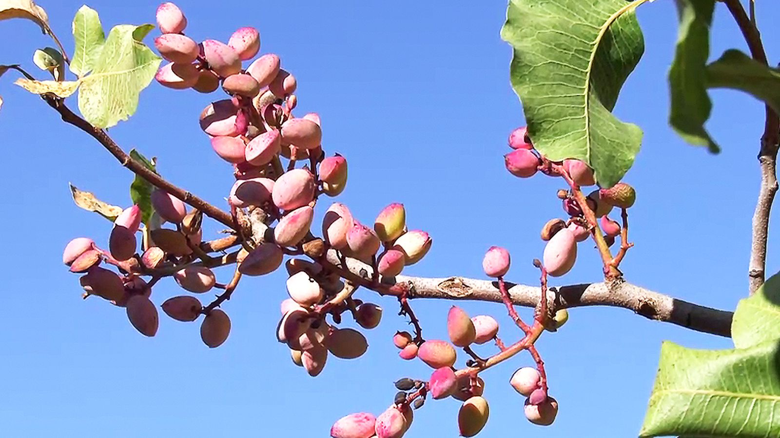 Herencia andalusí en el pistacho de Ronda