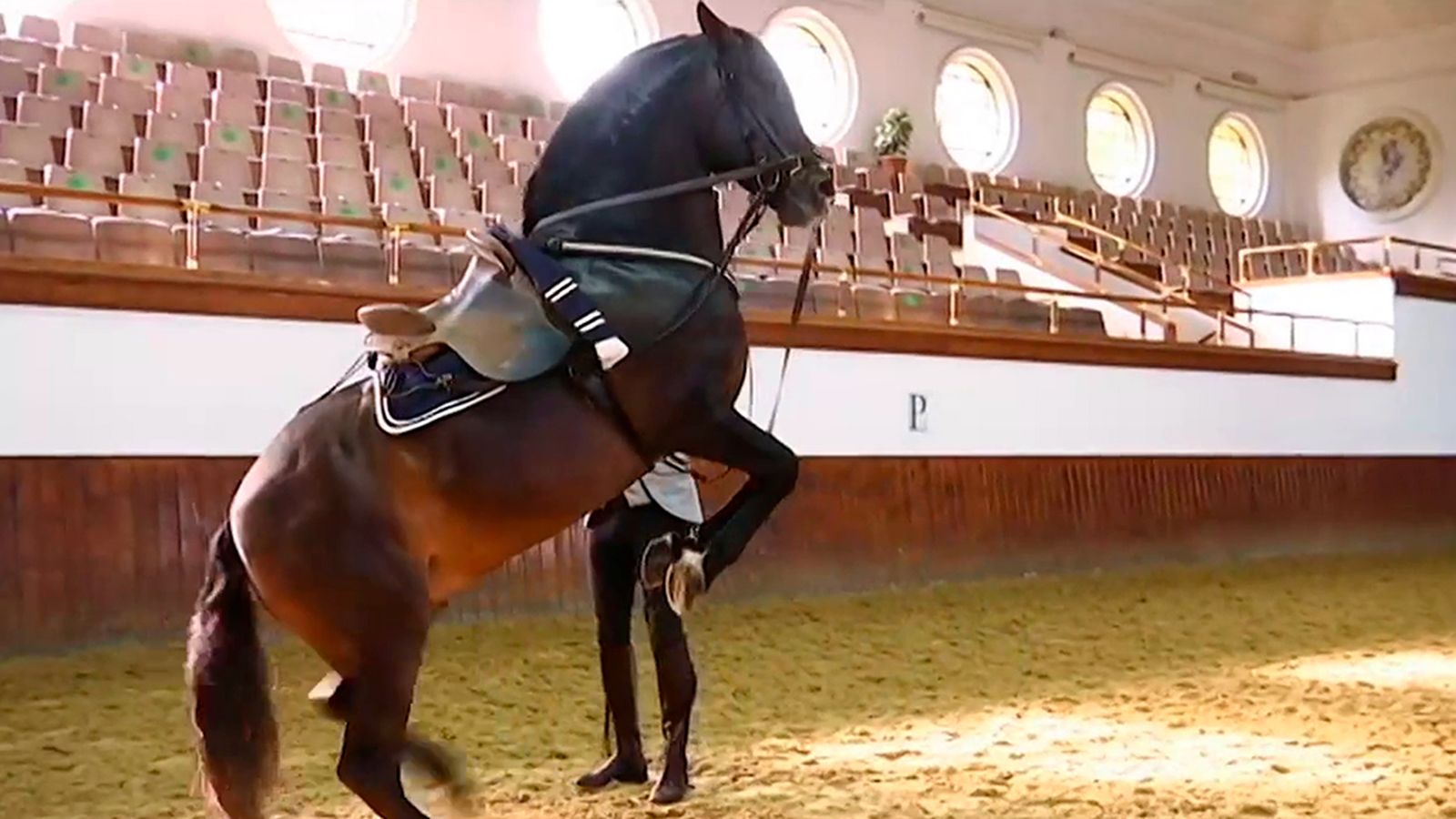 Los caballos cartujanos en Los Reporteros