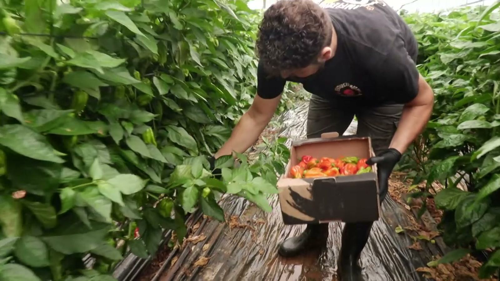 El chile cultivado en Andalucía, un aliciente de nuestra cocina tradicional de mestizaje