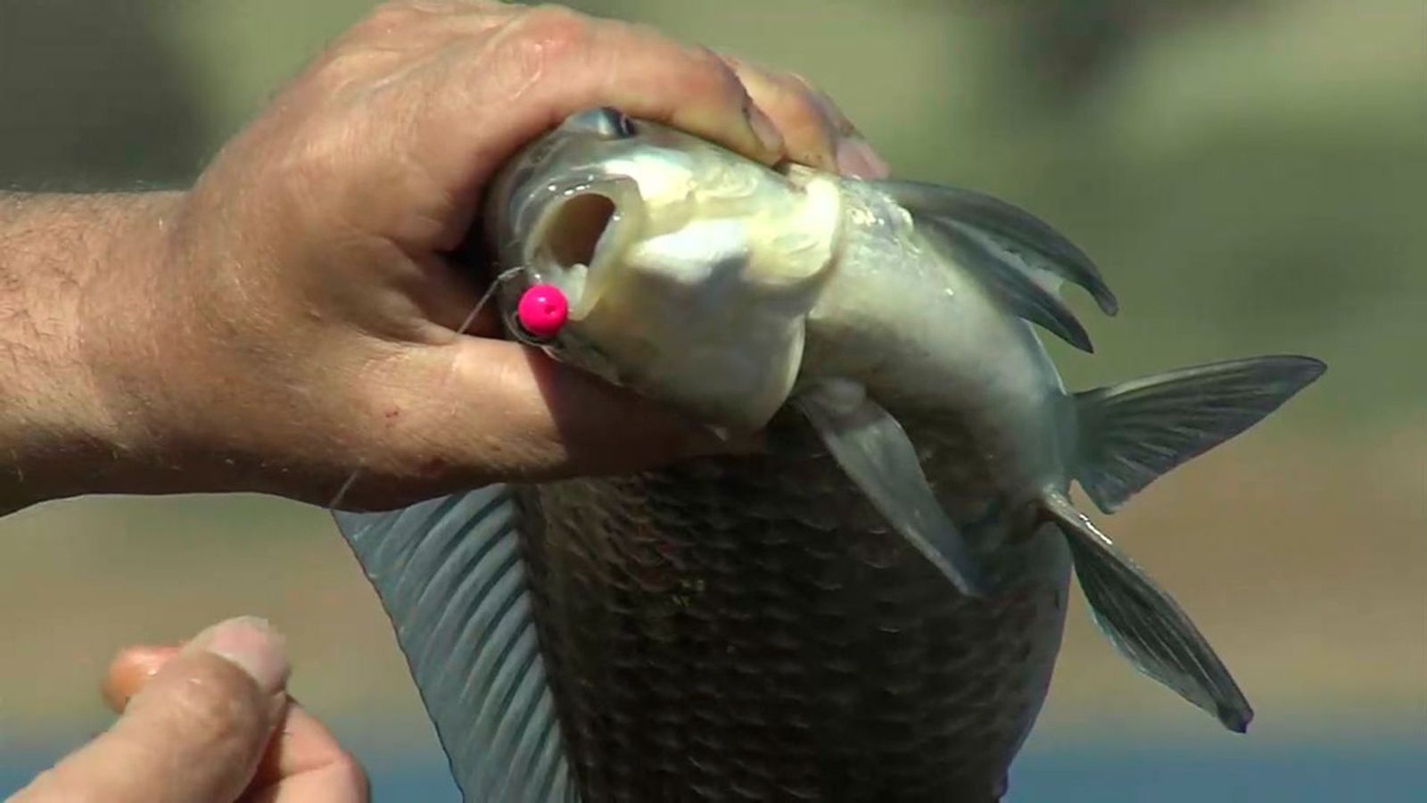 Con un pescador experto, probamos miniboilies de diferentes colores y sabores