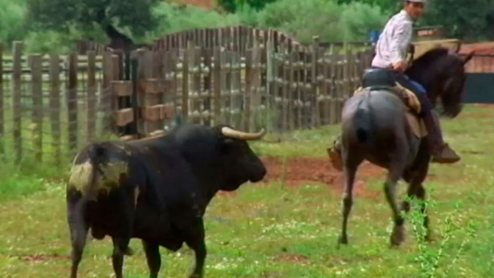 Bullidor, los recuerdos de un toro