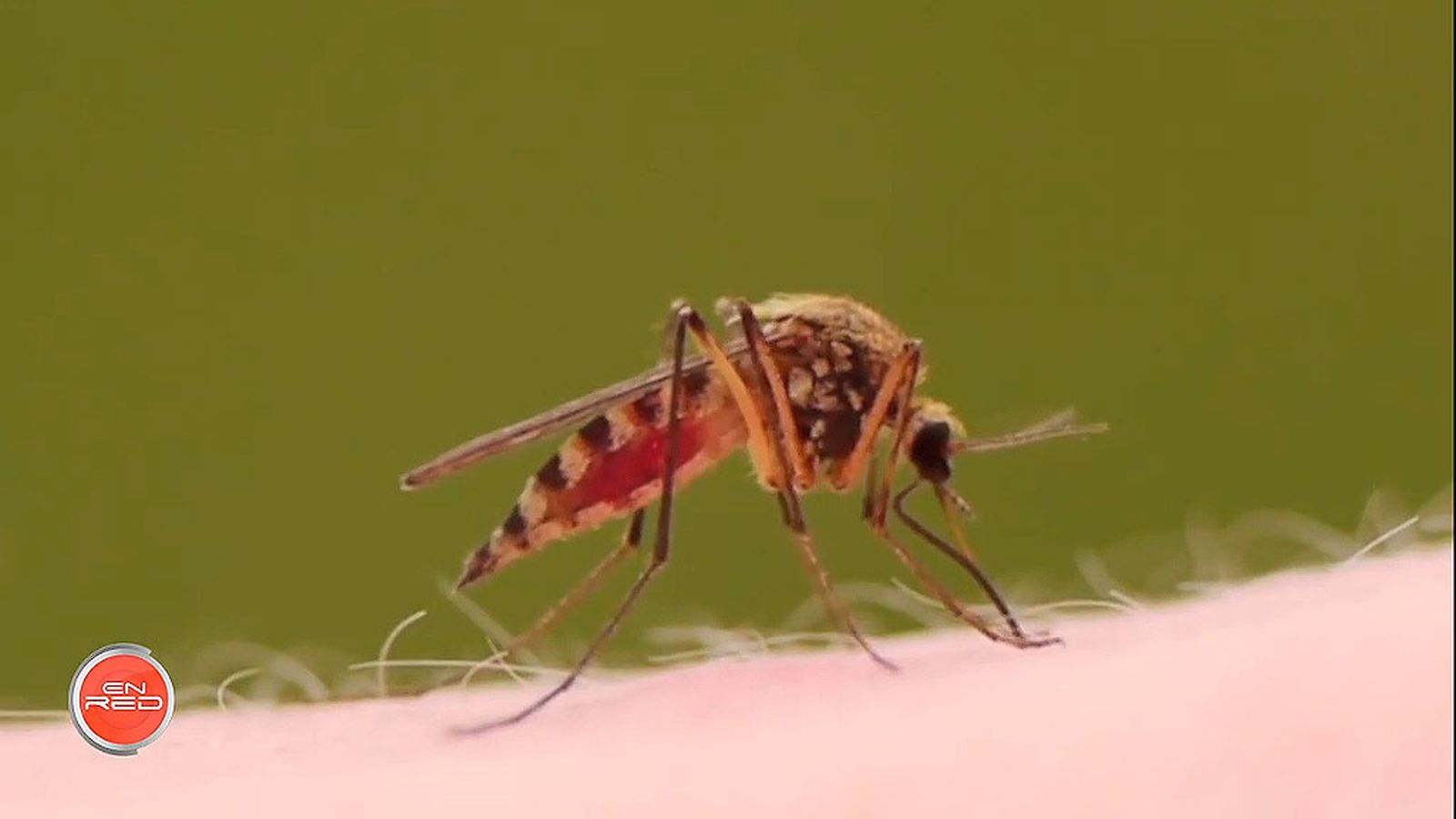 Andalucía pionera en el monitoreo de insectos mediante el 'Machine Learning'