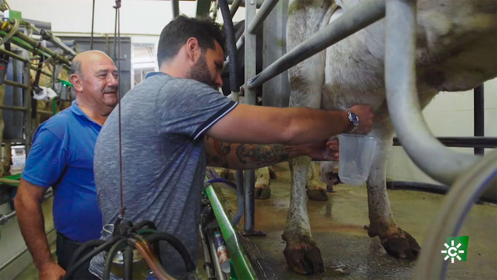 Bosco Benítez intenta ordeñar una vaca, ¿lo conseguirá?