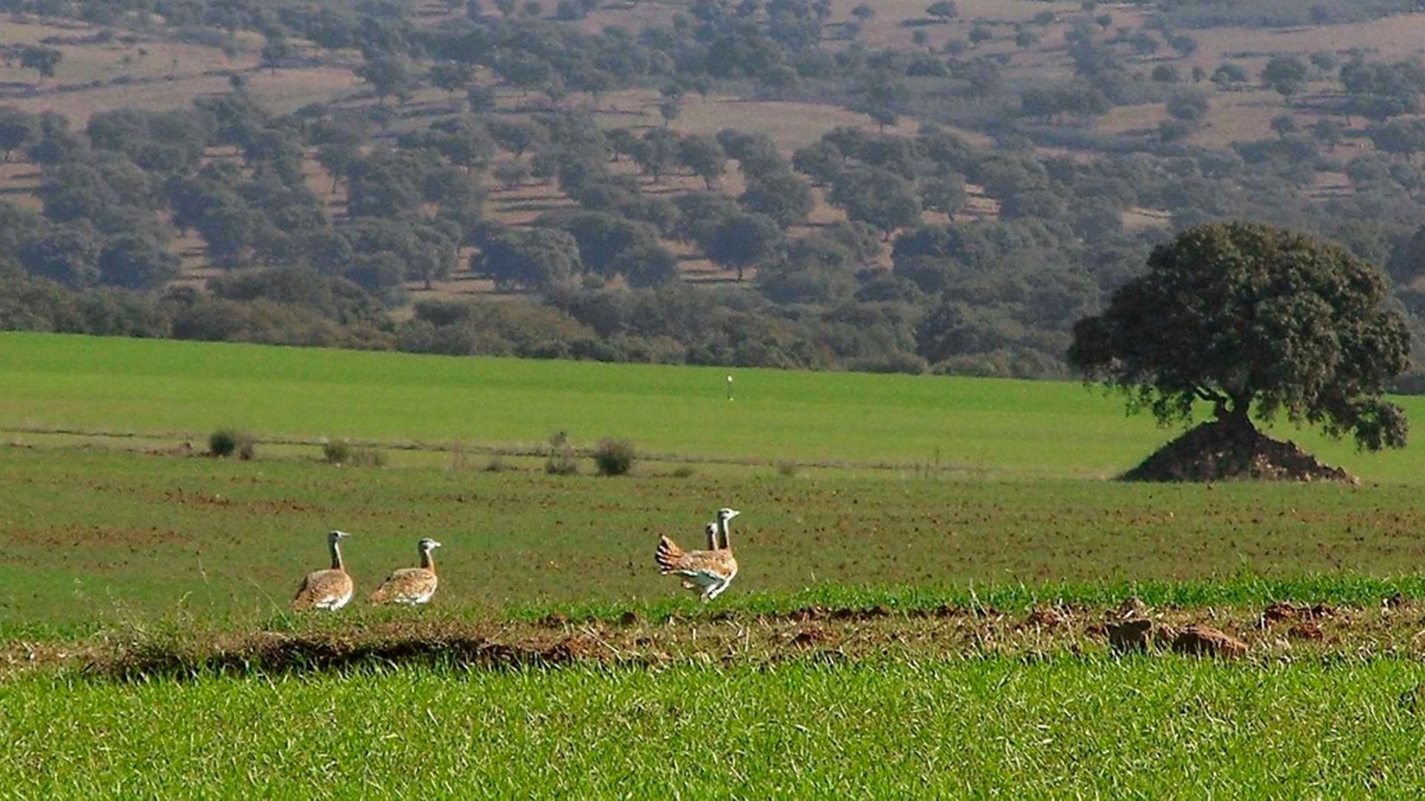 Andalucía es naturaleza  estepas del Alto Guadiato