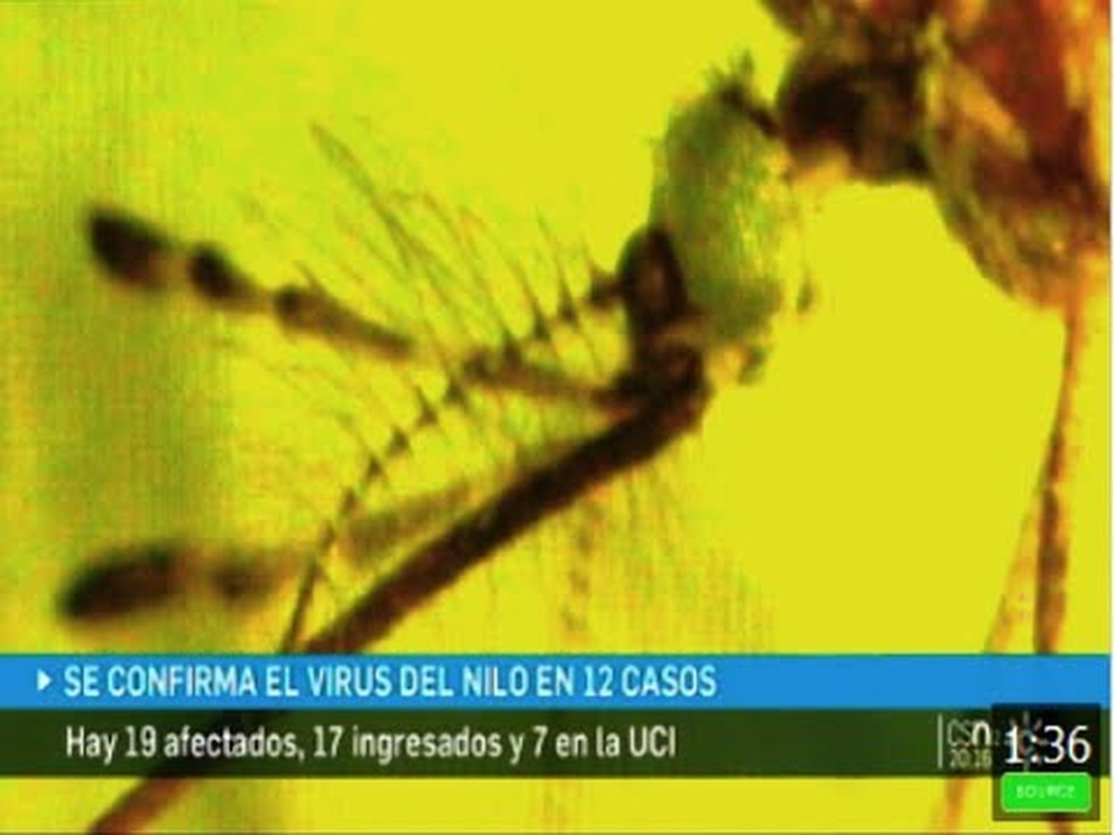 El mosquito del Nilo provoca una brote de Meningoencefalitis en la provincia de Sevilla