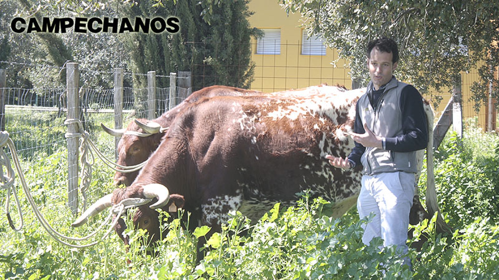 Campechanos | 17 junio (comu)