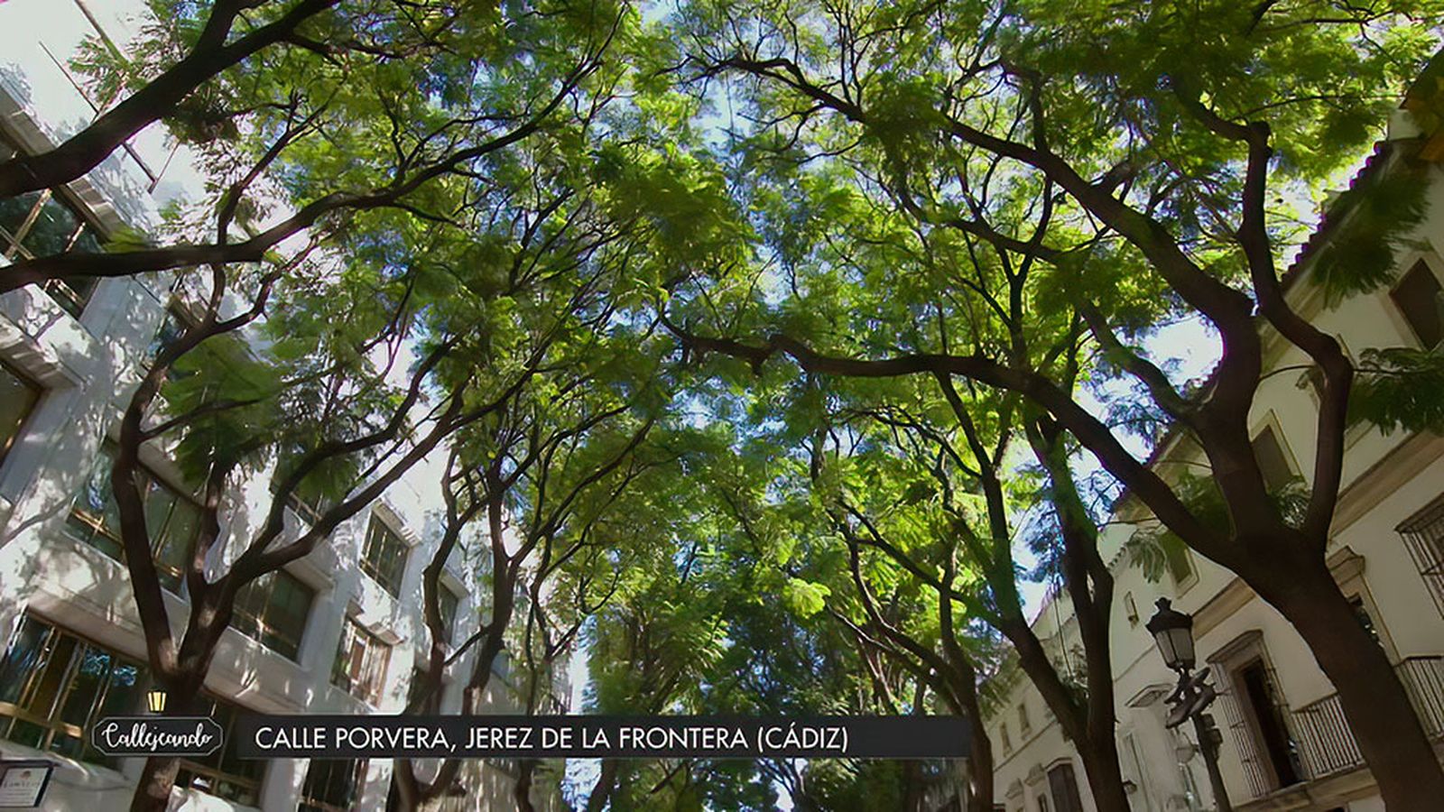 Porvera, una céntrica calle de Jerez con unas jacarandas mágicas