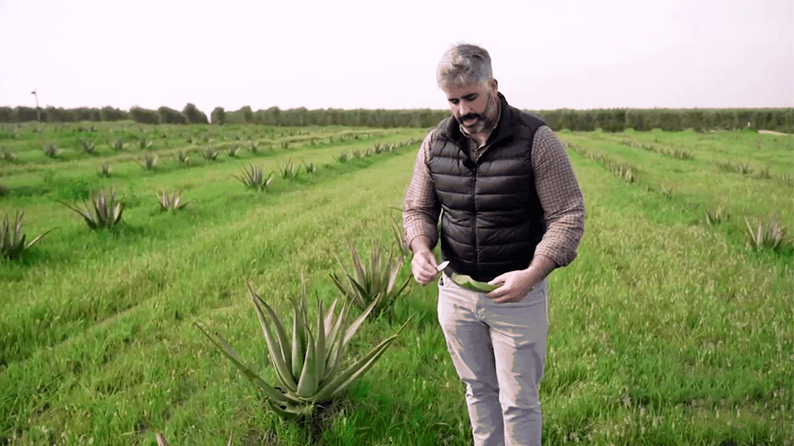 El aloe vera, una planta muy beneficiosa para la salud