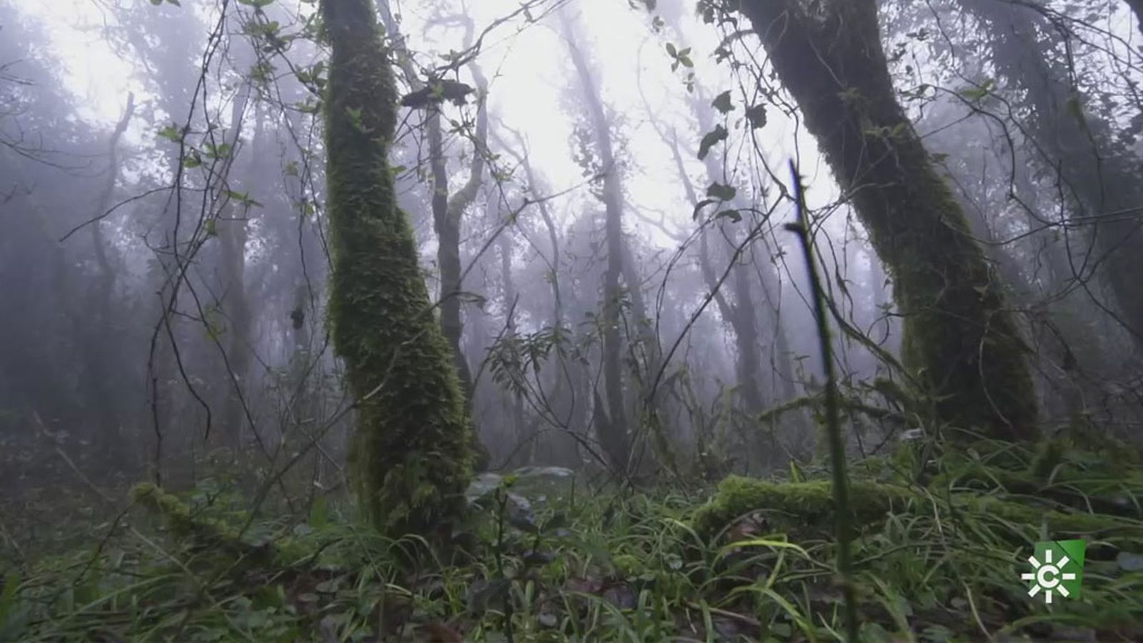 El bosque de Niebla, un lugar mágico escenario de un cuento de hadas