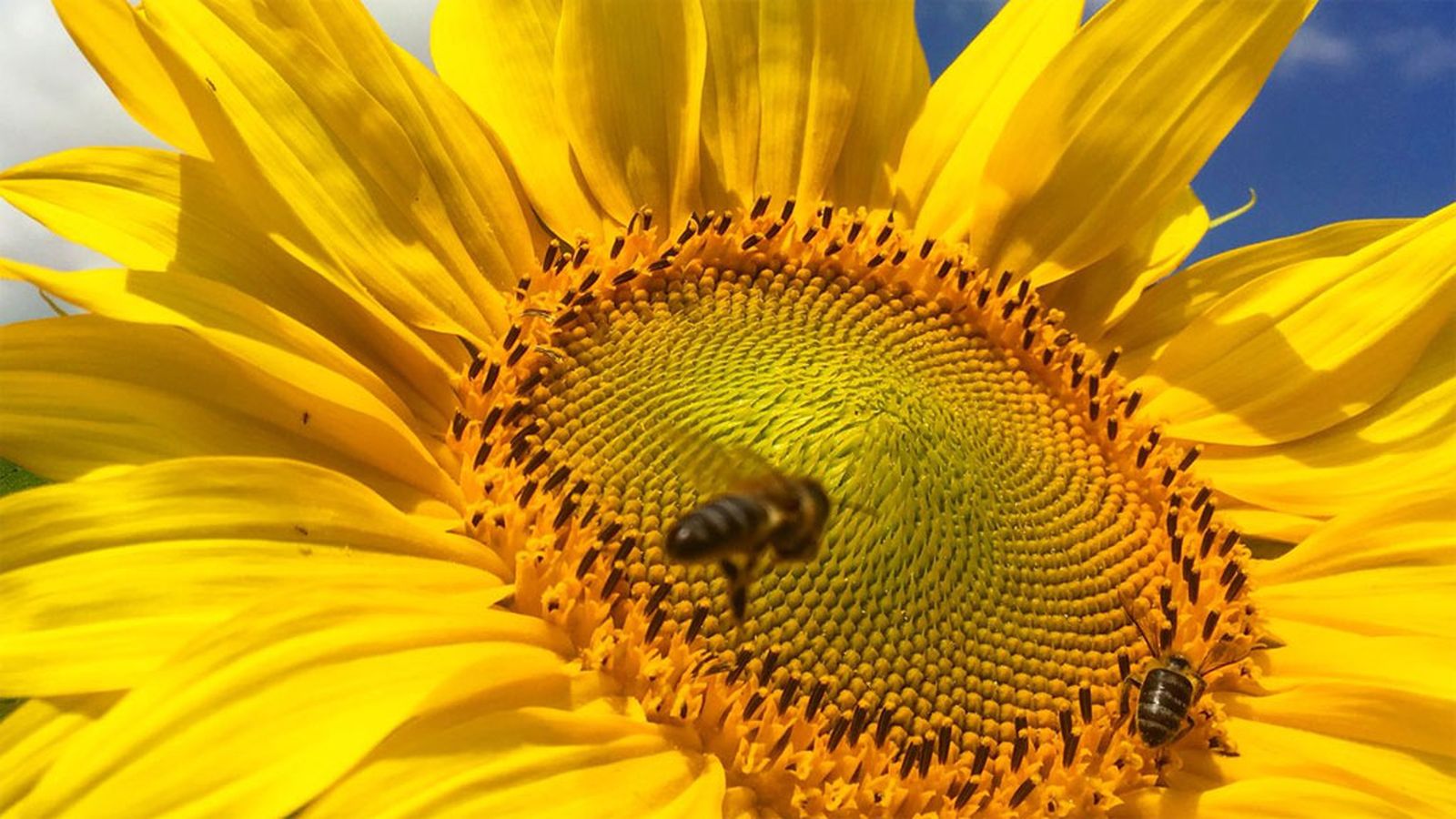 abejas