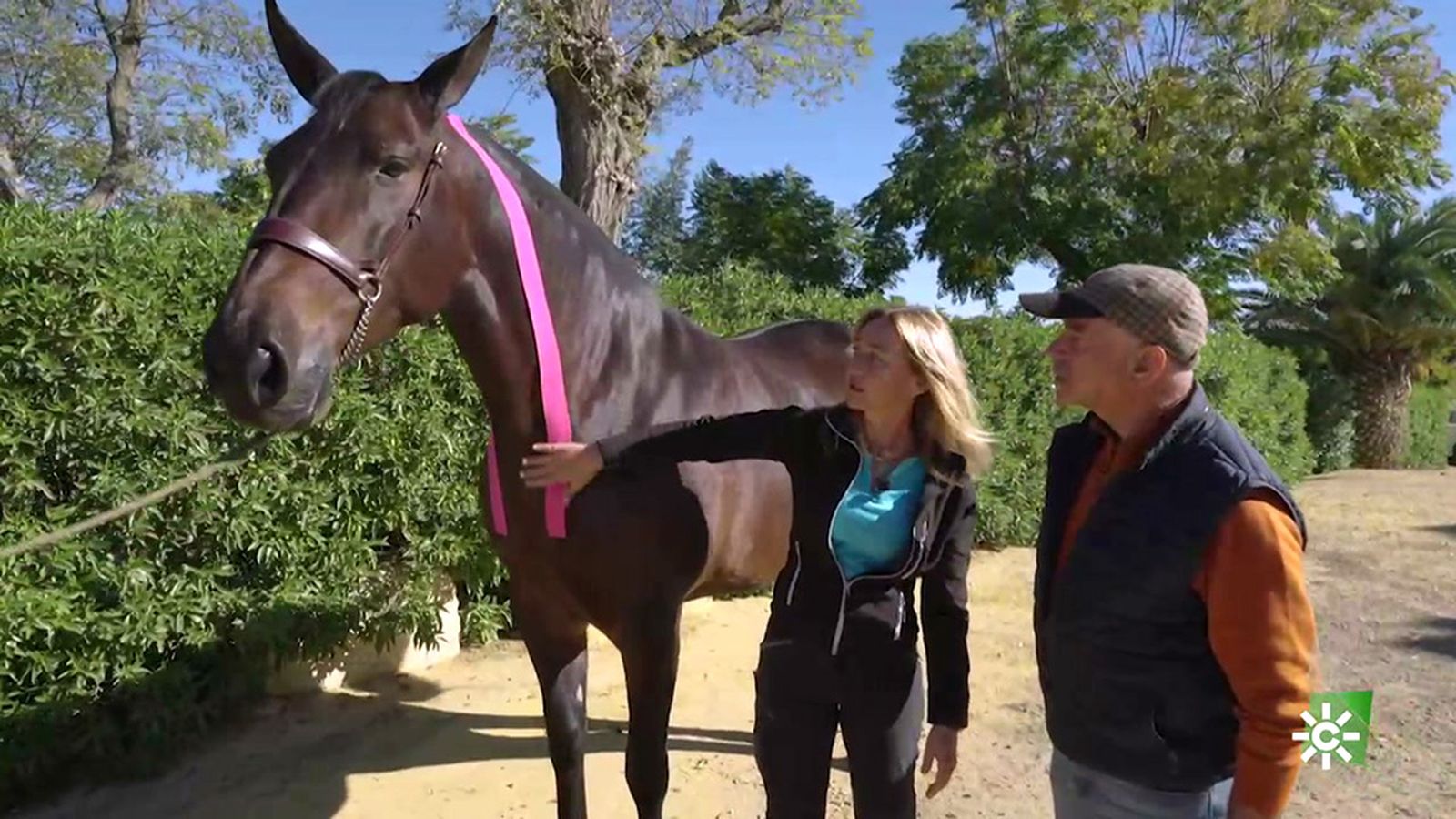 La preparación del caballo para el SICAB es como la de un atleta de élite