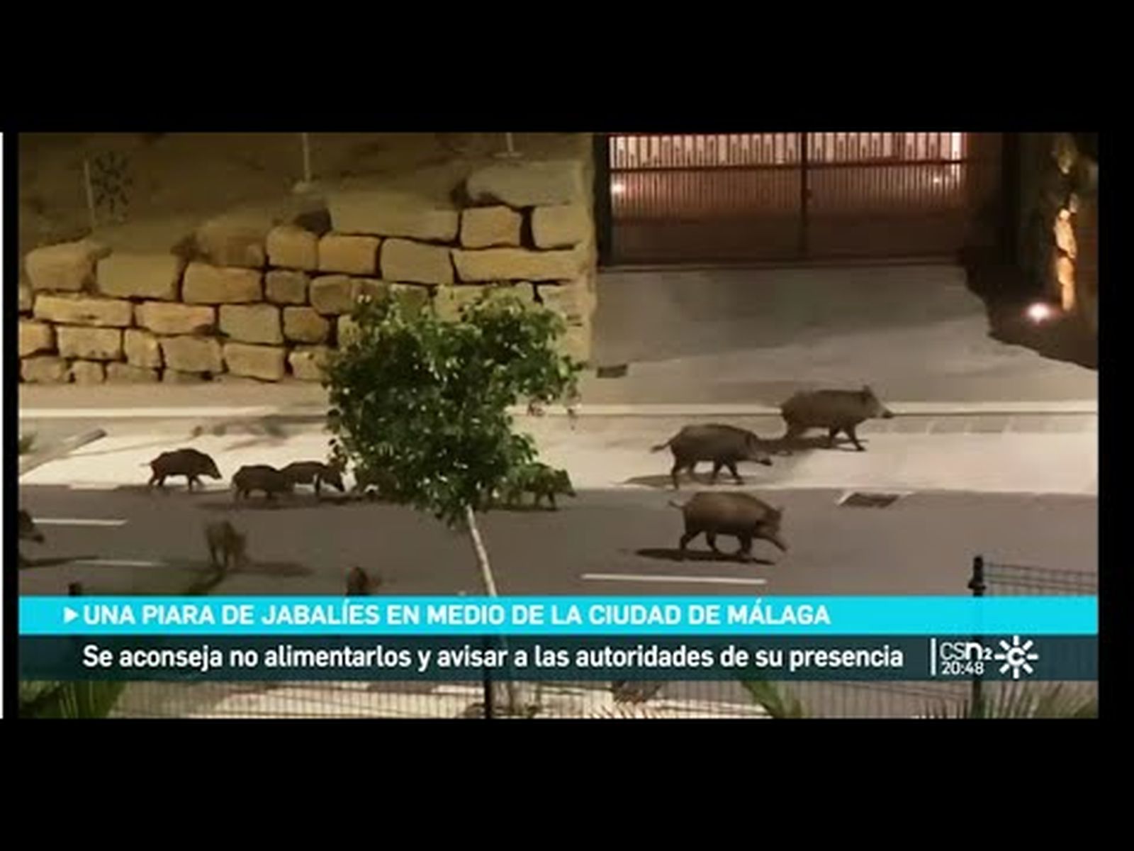 Jabalíes campan a sus anchas en Málaga capital