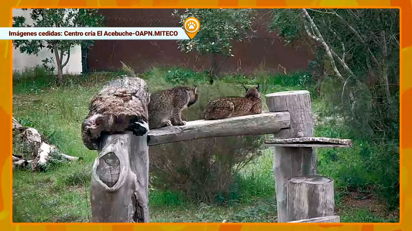Dama y Félix, una pareja de linces ibéricos que viven su retiro en el centro de cría 'El Acebuche' en Doñana ok