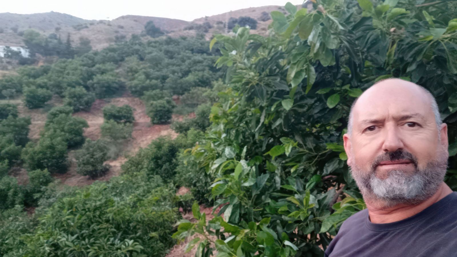 José Luis cultiva aguacates en La Axarquía