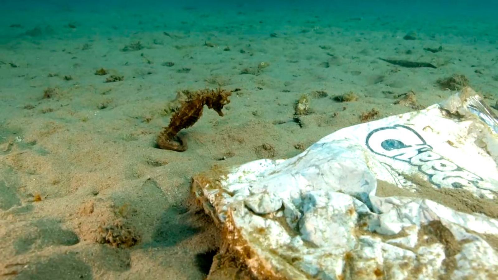 Los caballitos de mar, una especie mágica en riesgo de desaparecer