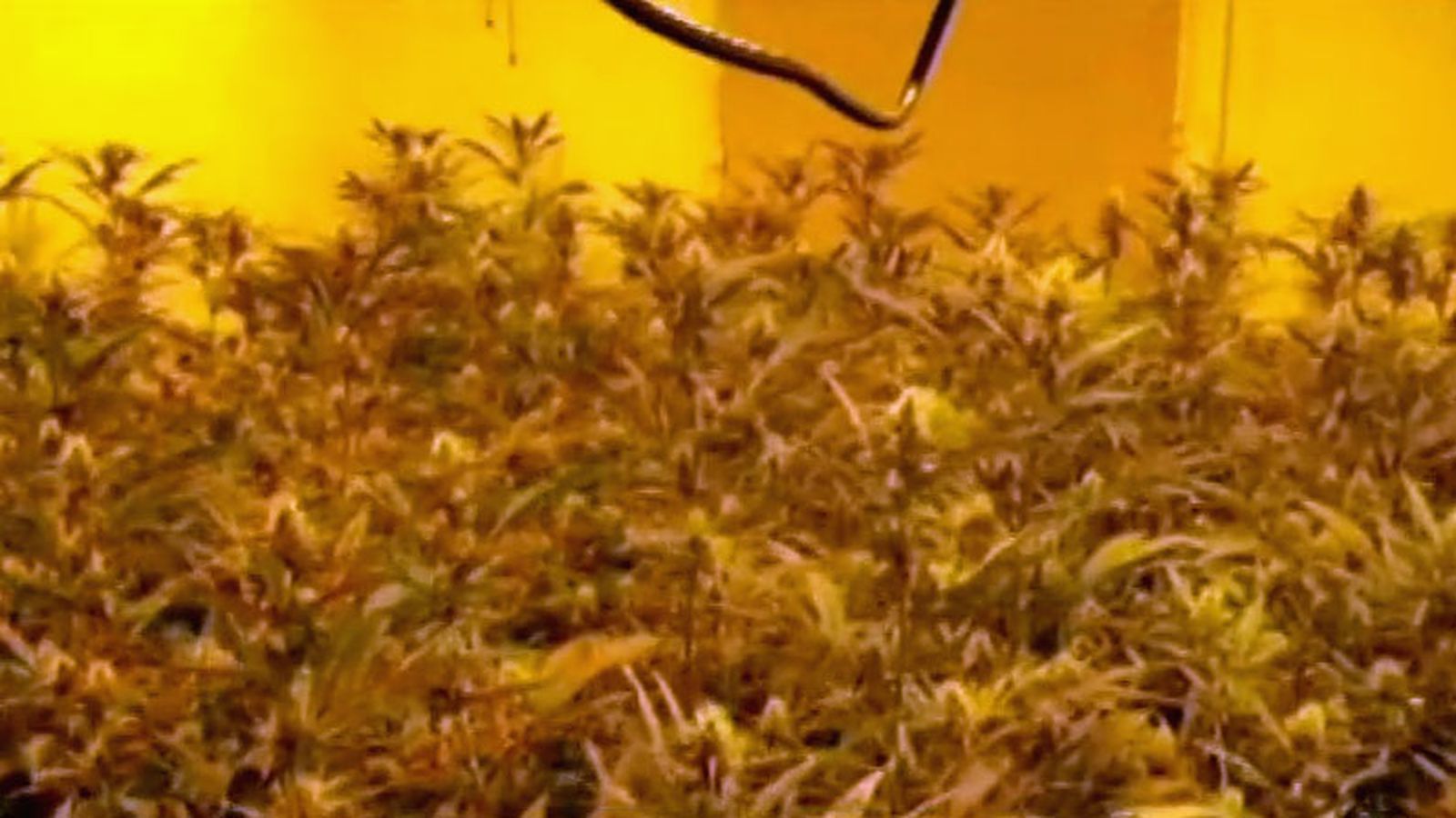 marihuana
