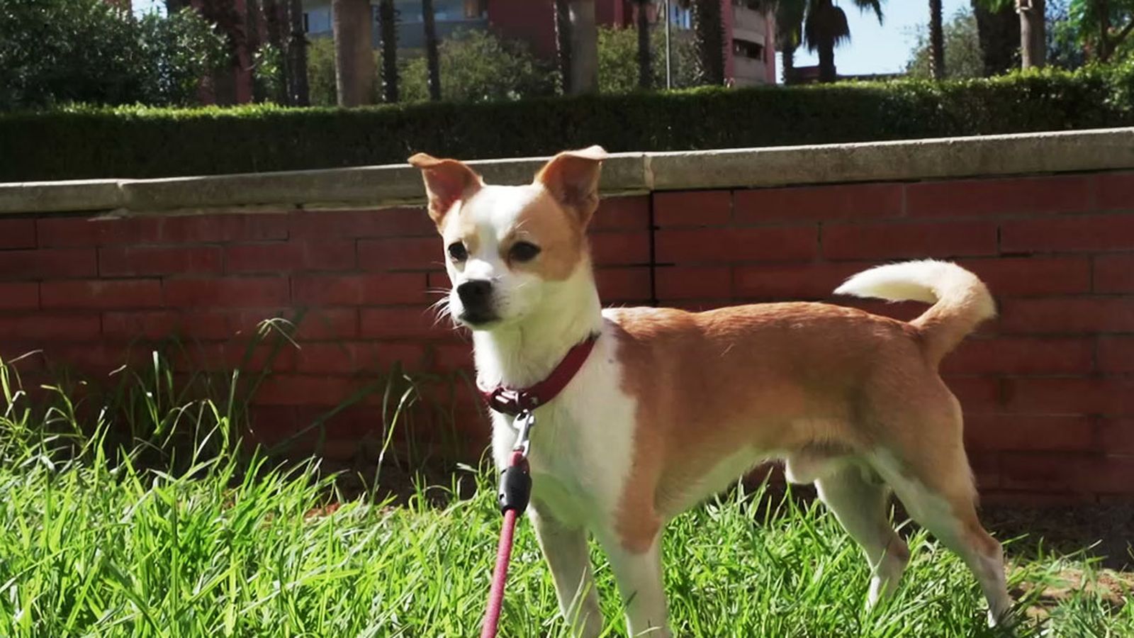 Te explicamos por qué las mascotas no deben ser un regalo