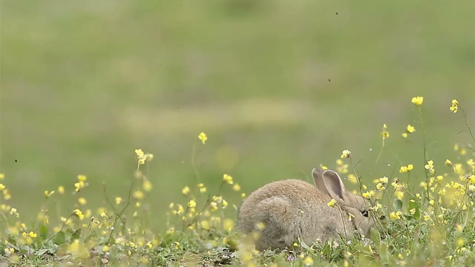 Framework, un proyecto europeo para recuperar la biodiversidad de la campiña andaluza