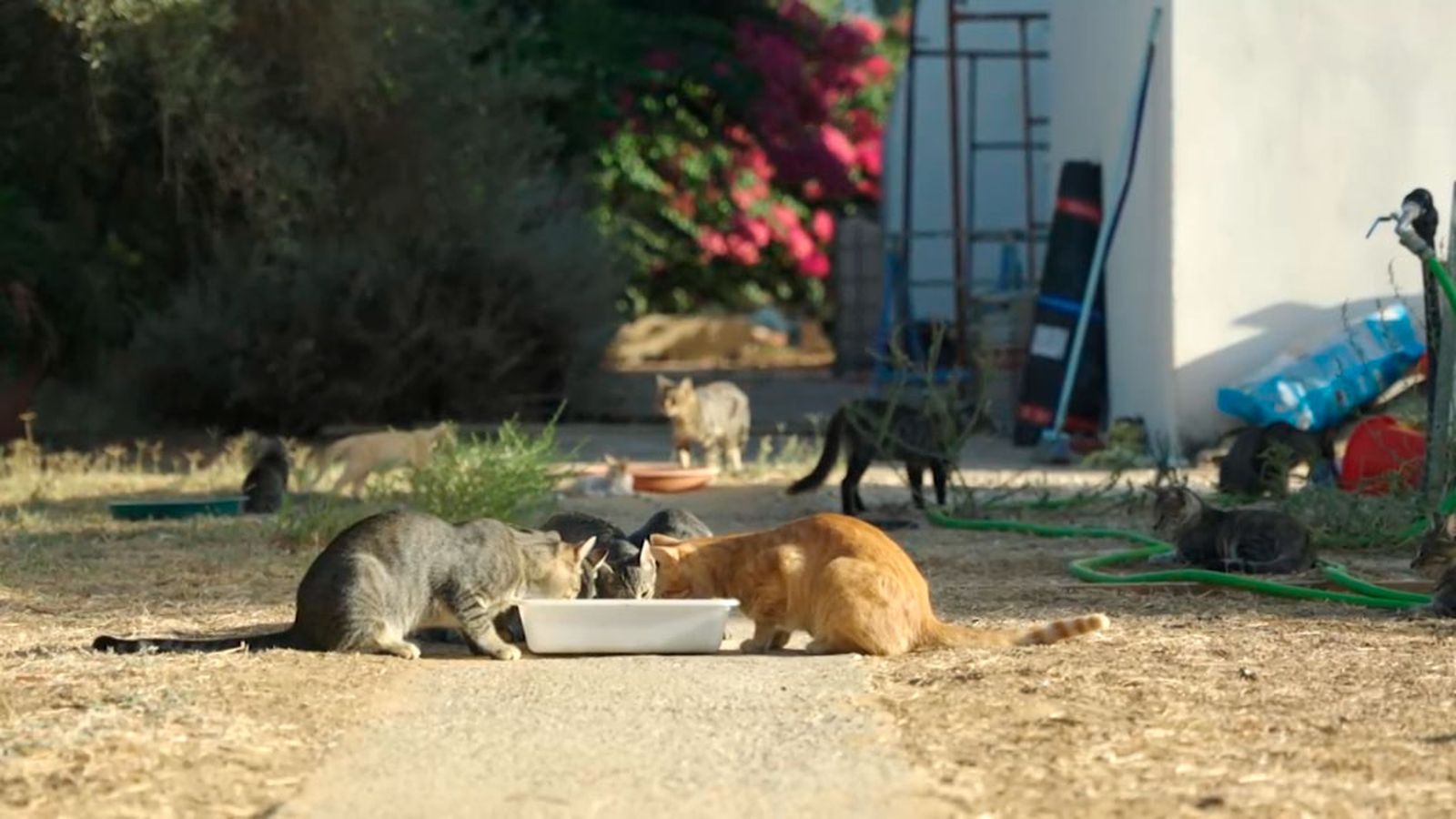 patas arriba gatos 1 1024