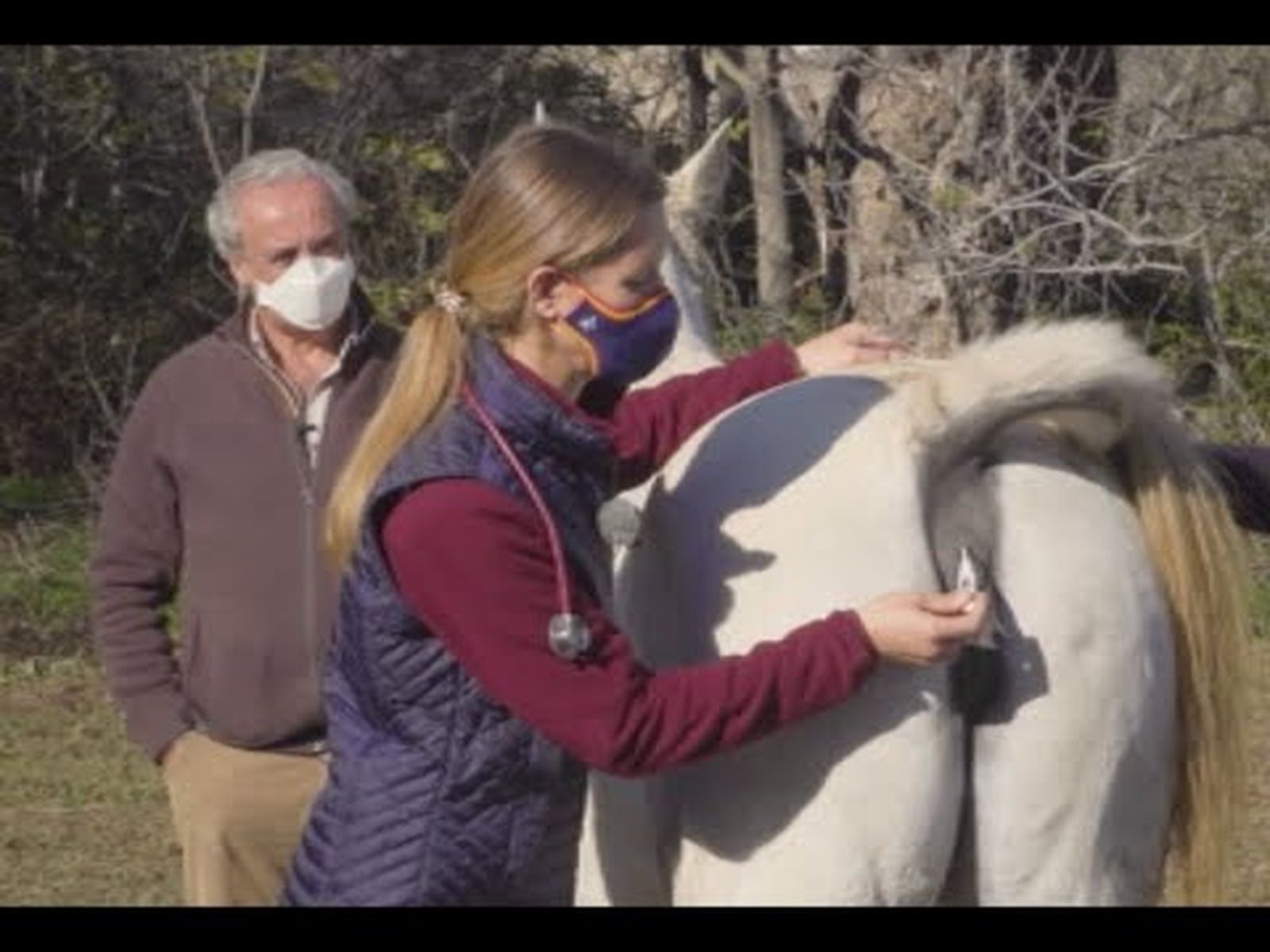 Caballos y salud: claves para reconocer las constantes vitales del caballo | Todo Caballo