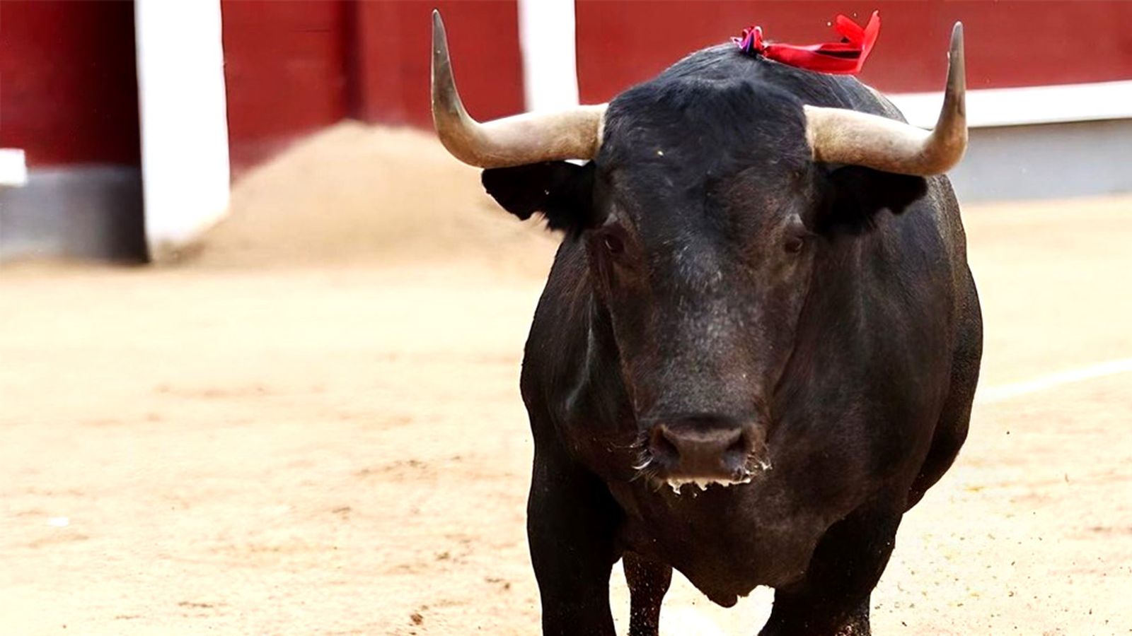 Toros de Victorino Martín 1024x576