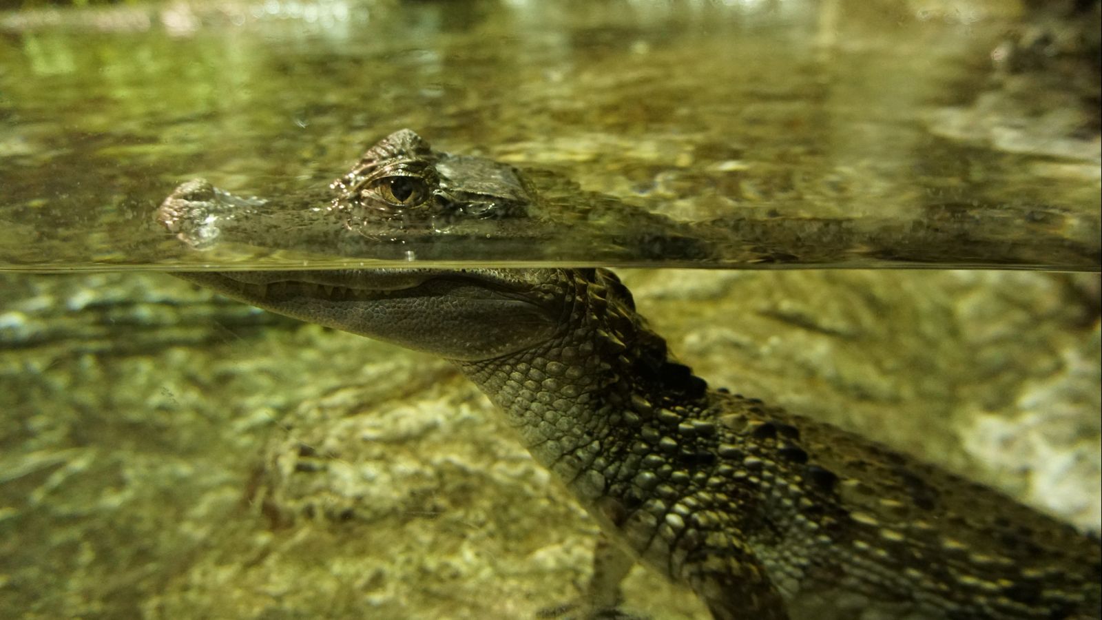 Caimán de anteojos