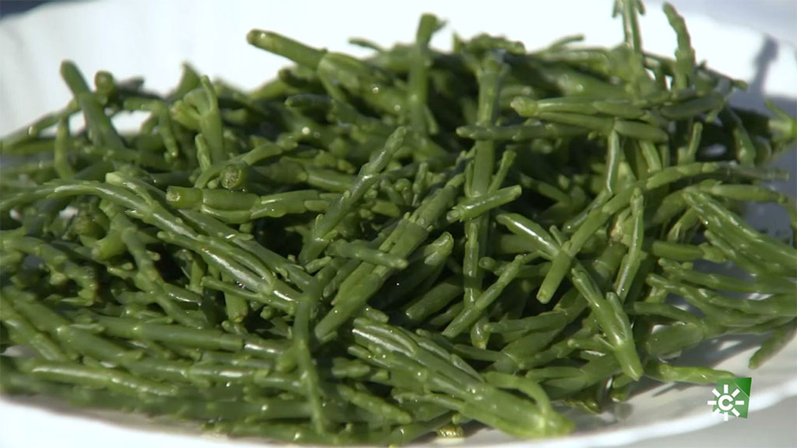 Los beneficios de la salicornia