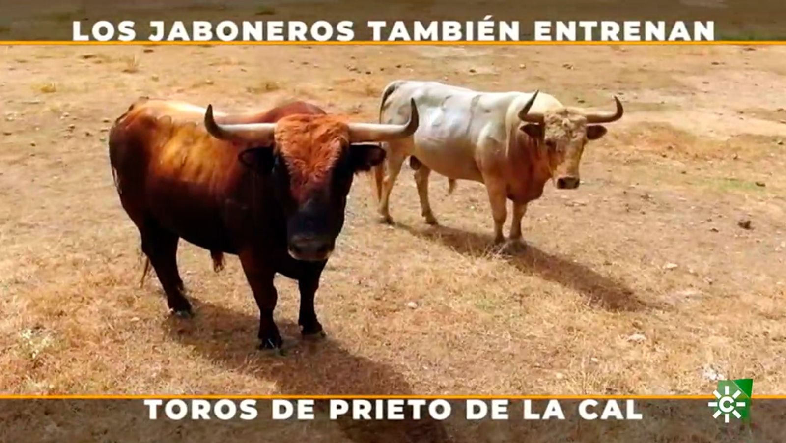 toros para todos de Prieto de la Cal 1024 px