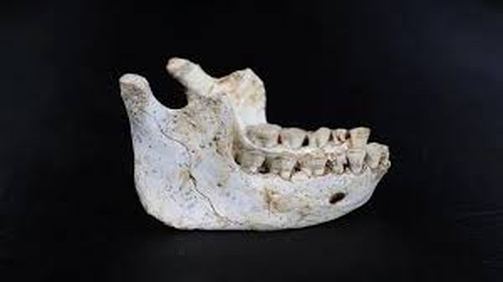 SAPIENS