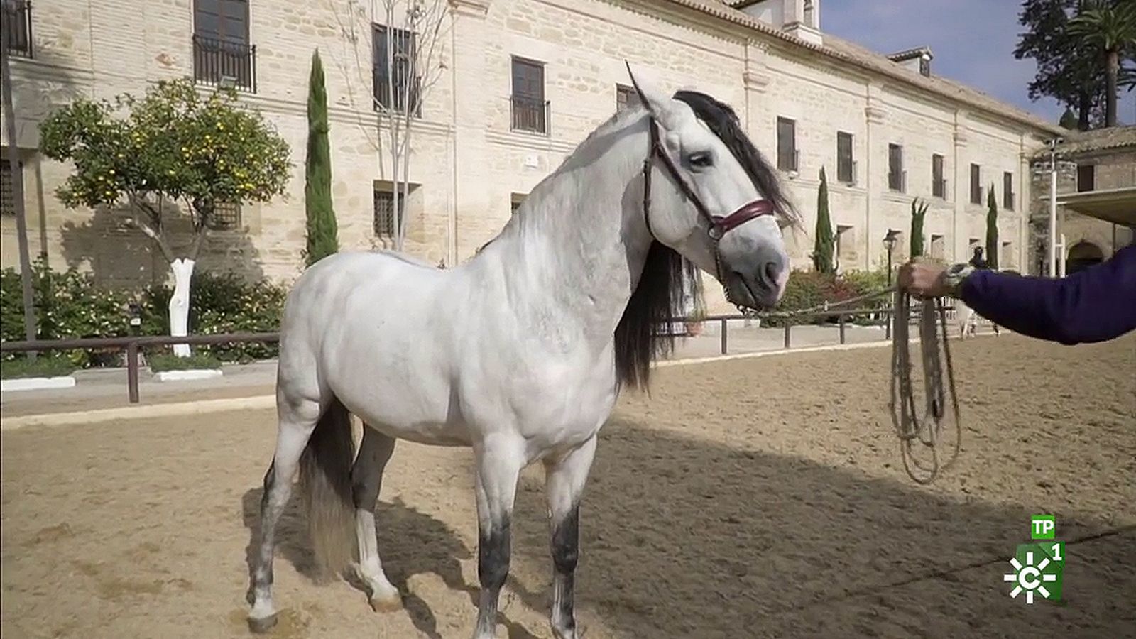 todo caballo destacado pura raza