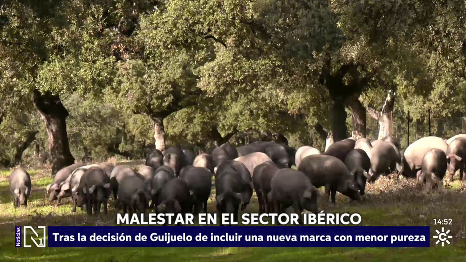 Guijuelo venderá jamones con cerdos ibéricos al 50% y provoca malestar en el sector del ibérico