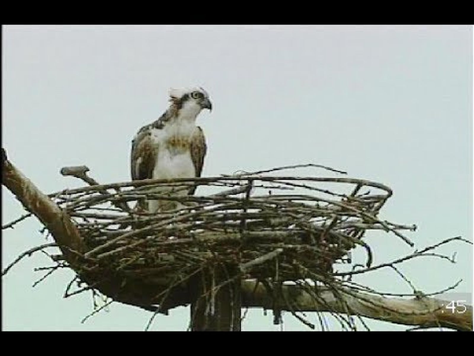 Reintroducción del águila pescadora en Andalucía