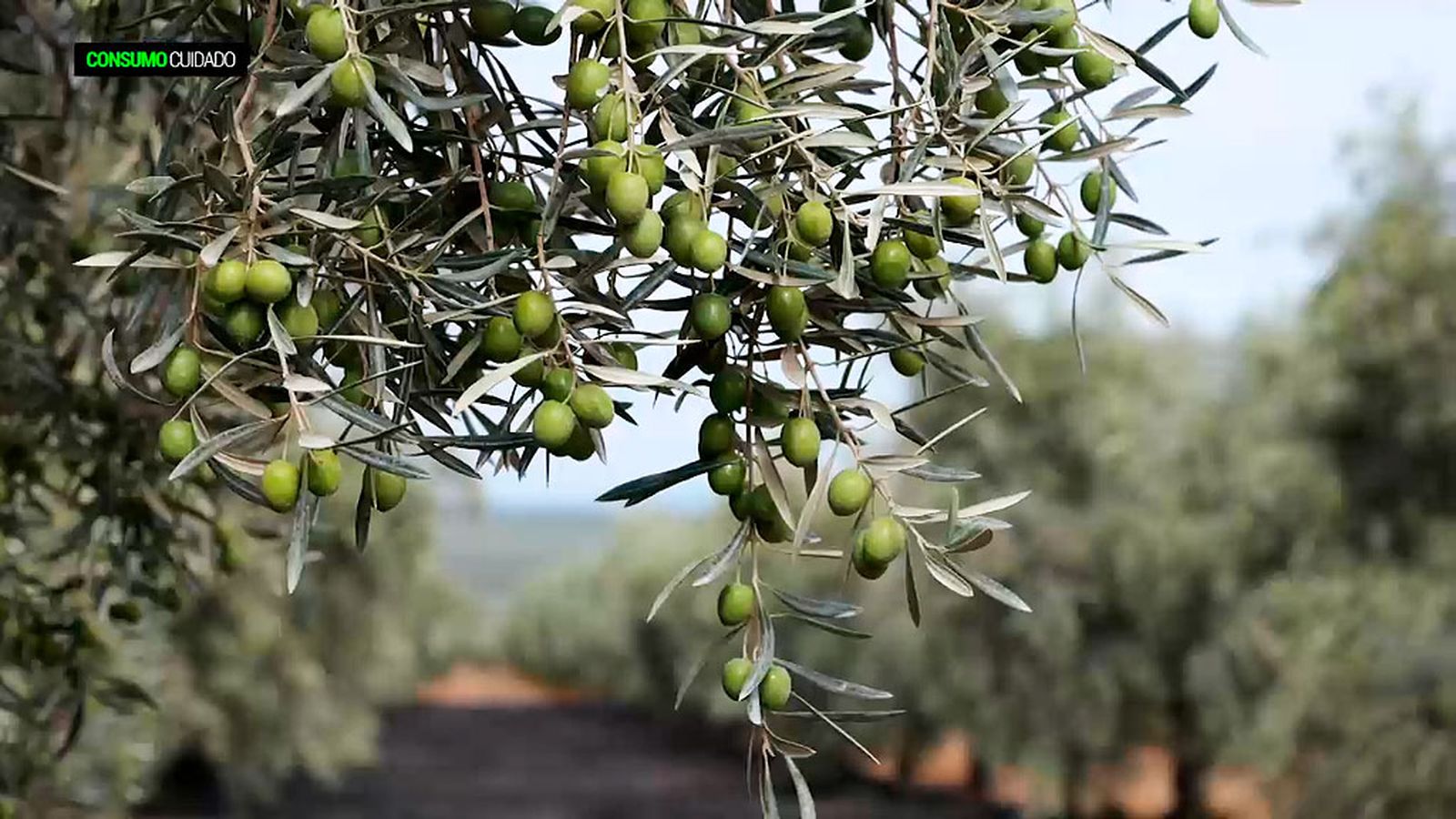 La producción ecológica de aceite sufre menos las consecuencias de la sequía
