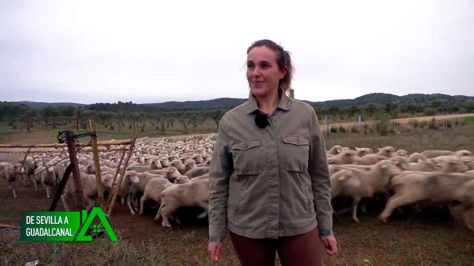 En Guadalcanal regenta la ganadería familiar con mil ovejas merinas